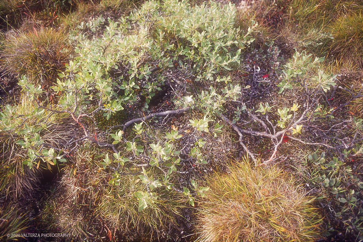 100 SIBERIA.jpg - Luglio/Agosto 1992. Siberia, terra dei Chukchi. Nell'oceano artico  125 Km a nord-est della penisola dei Chukchi (Siberia) c'Ã¨ l'isola di Wrangel, essa ospita piÃ¹ del doppio di specie vegetali (417) di qualsiasi territorio artico a paritÃ  di superficie nonchÃ¨ 30 specie diverse di uccelli oltre ad orsi polari, foche e trichechi ; per questo motivo   Ã¨ stata proclamata patrimonio dell'umanitÃ  dall'UNESCO. Nella foto isola di Wrangell, salici nani nella tundra.